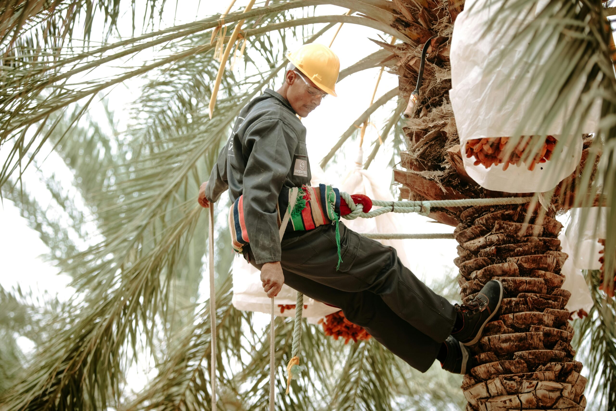 Worker harvesting dates from palm trees in Biskra, Algeria wearing safety gear.